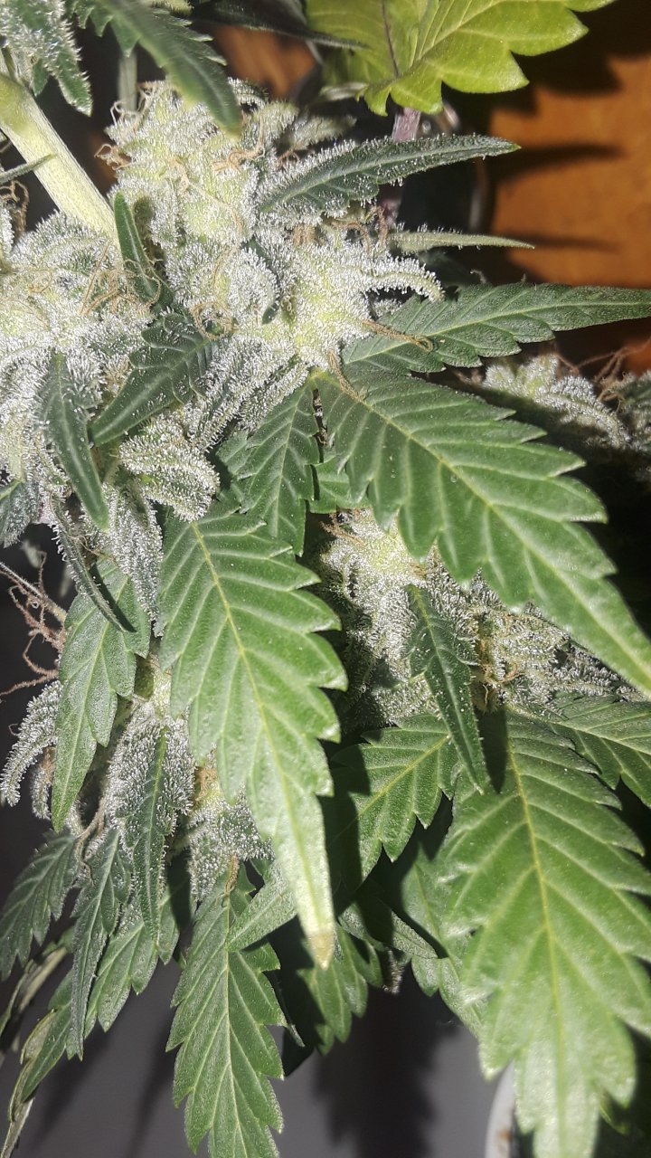 White Widow x Wonder Woman