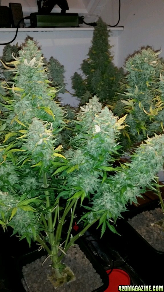 White widow xxl auto