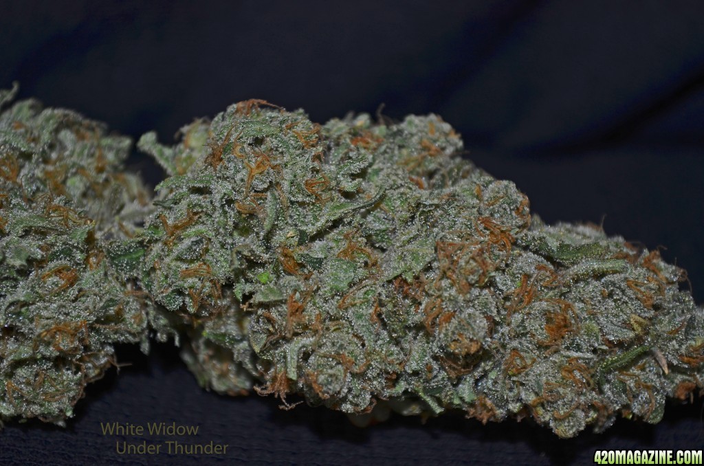 White Widow