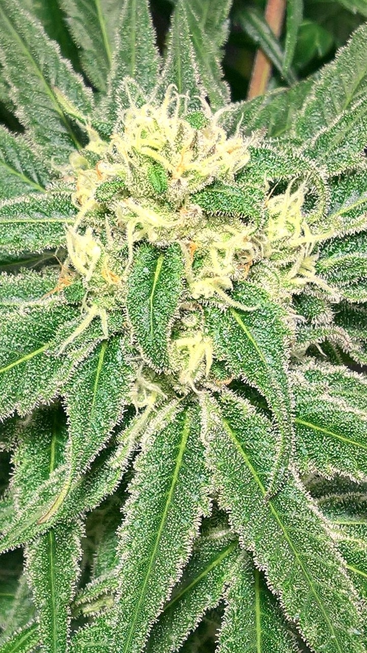 White Widow