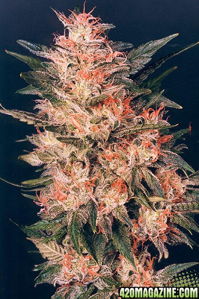 White Widow