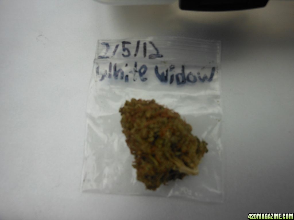 White Widow