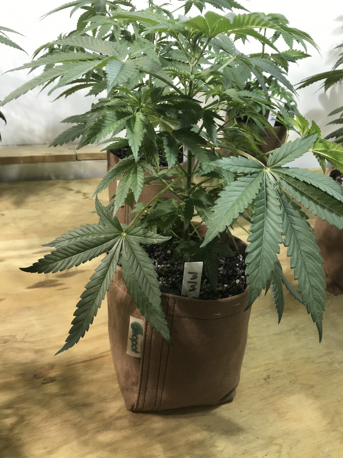 White Widow1 7wks.jpg