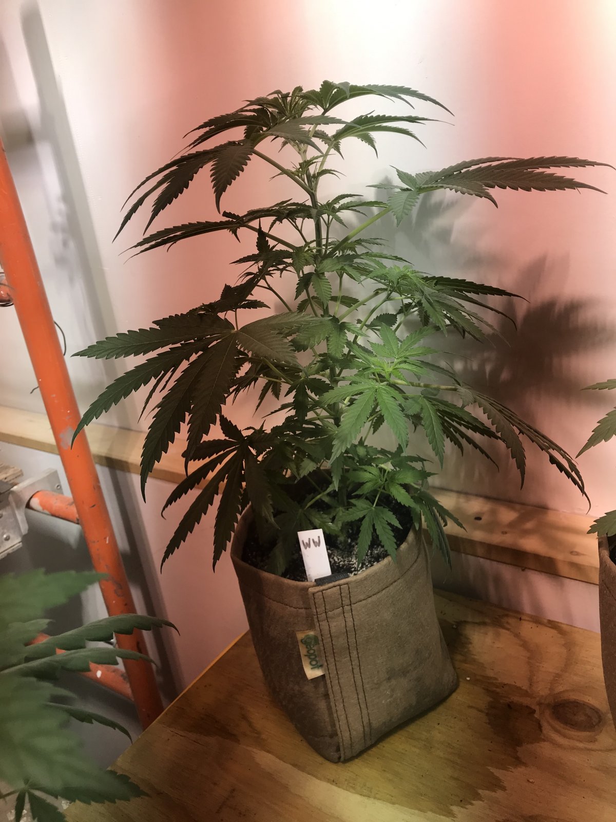 White Widow2 7wks.jpg