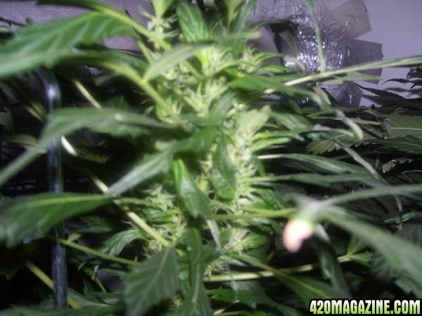 white_lights_week_7_big_cola