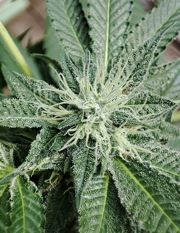 white_widow5.jpg