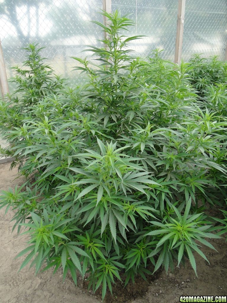 White_Widow_at_3_months