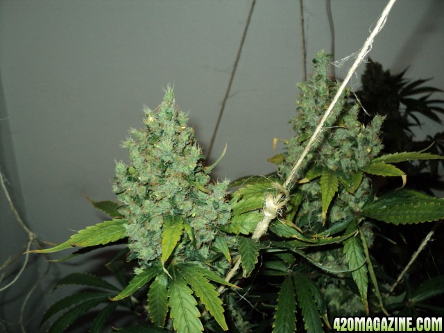 white_widow_tops