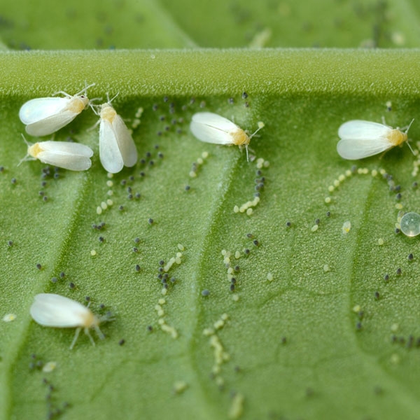 whitefly.jpg