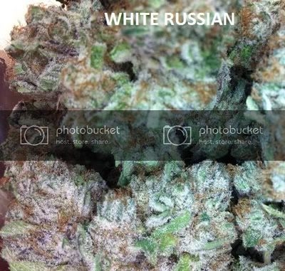 WHITERUSSIAN534x508.jpg