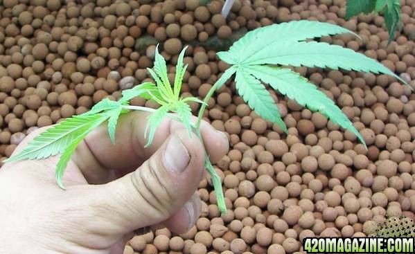 whiteskunk clones