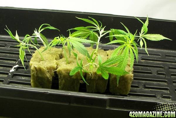 whiteskunk clones