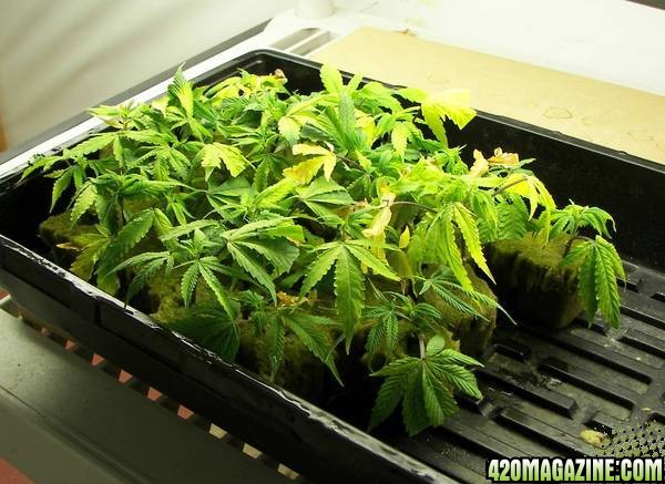 whiteskunk clones