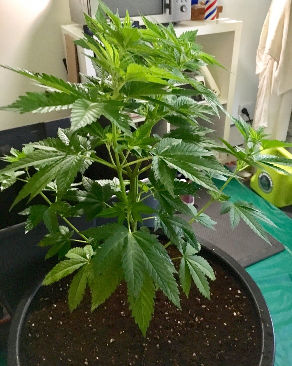 WhiteWidow-attransplant-day59.jpeg