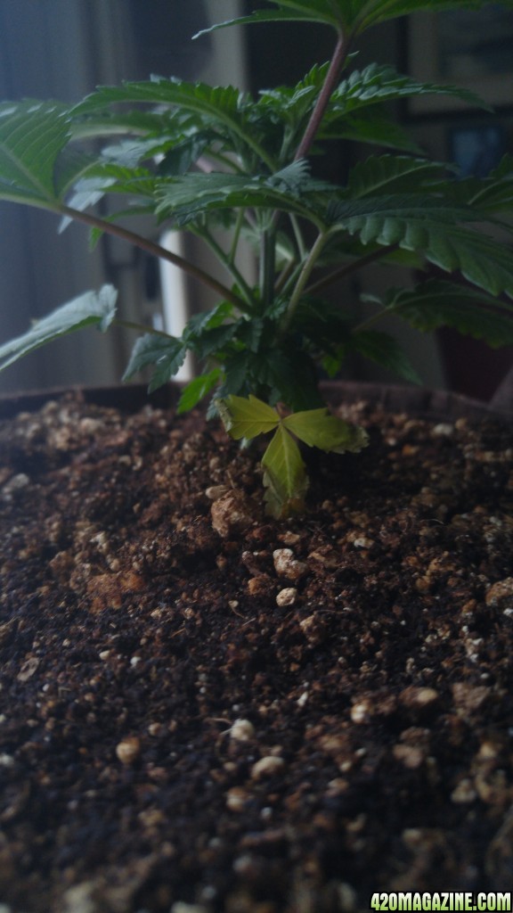 Whitewidow5thweek