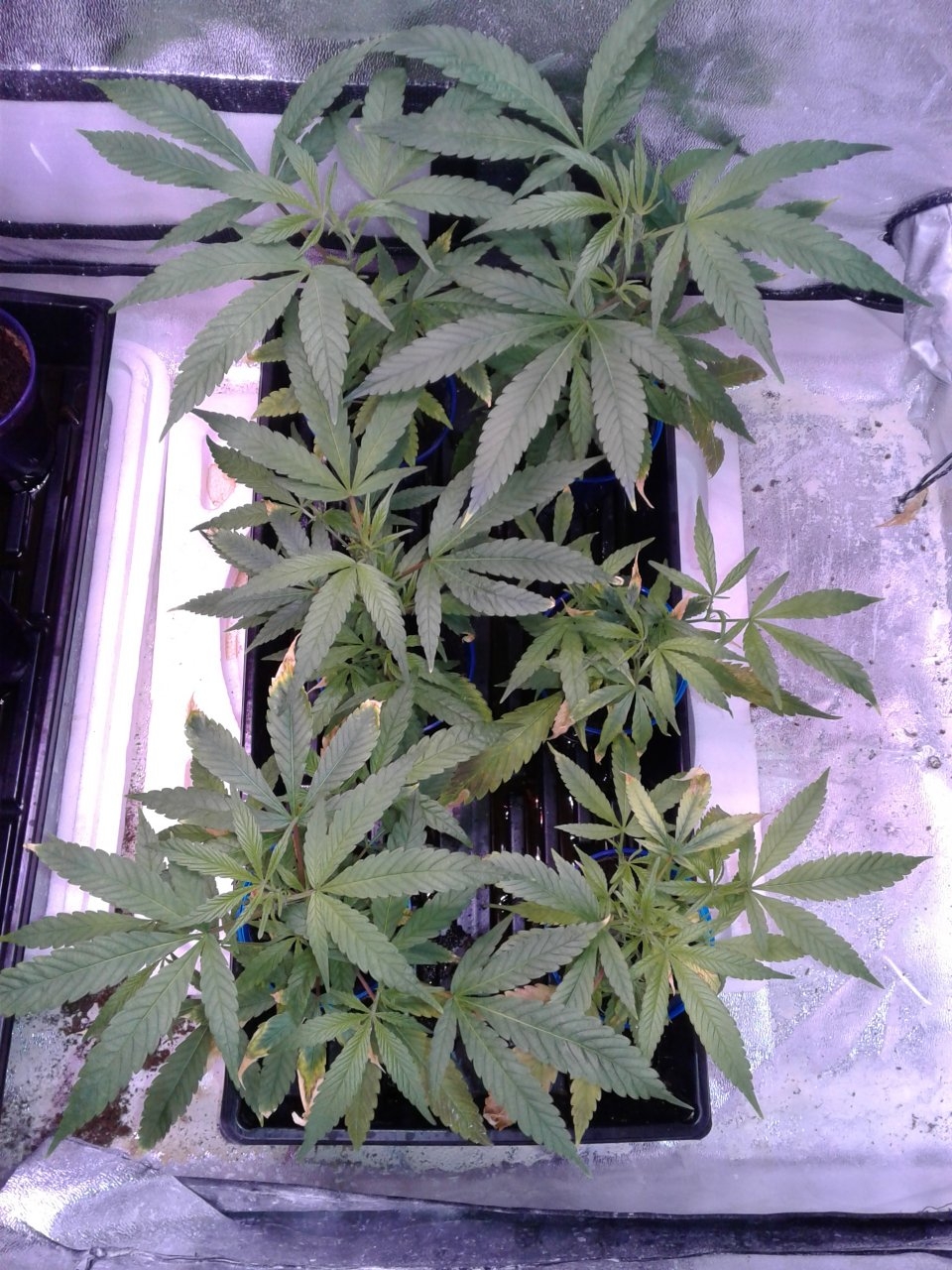 Whoberry Haze #1 clones