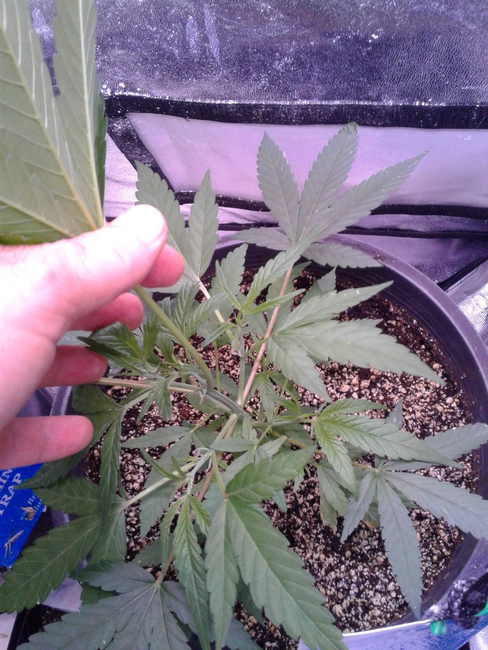 Whoberry Haze #1 grows fast