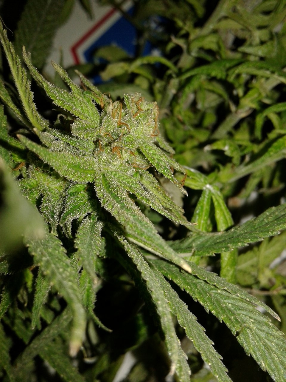 Whoberry Haze #1 harvested top