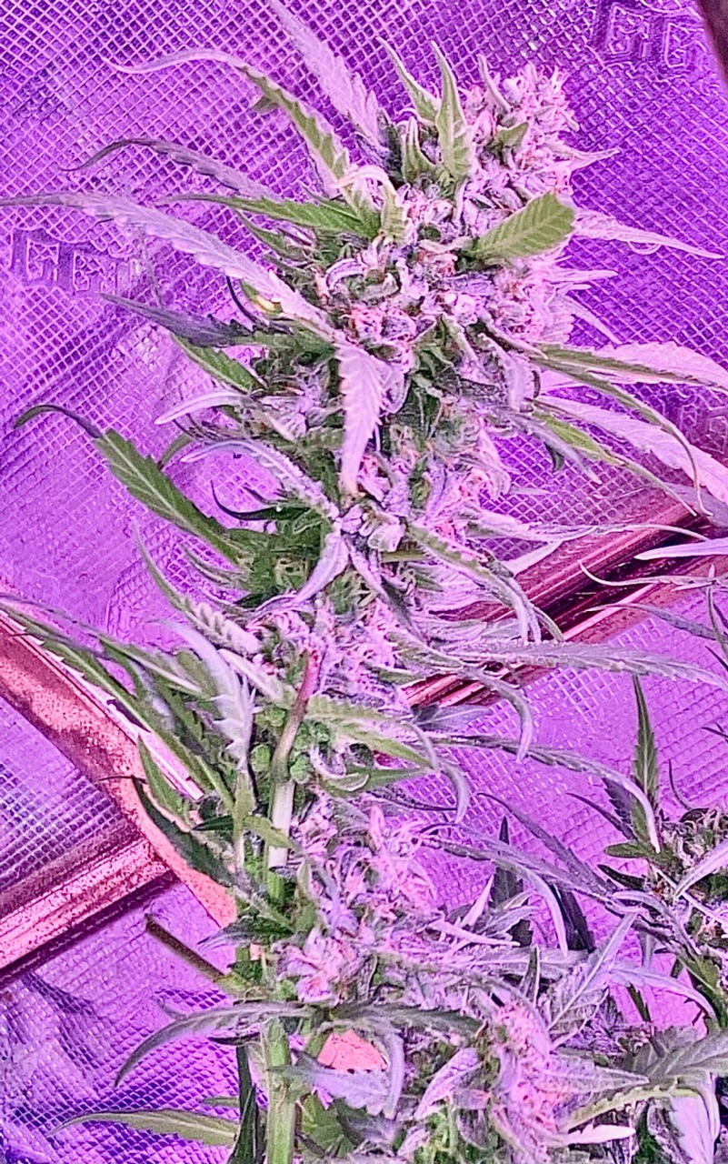 Whole bud cola blurple art.jpg