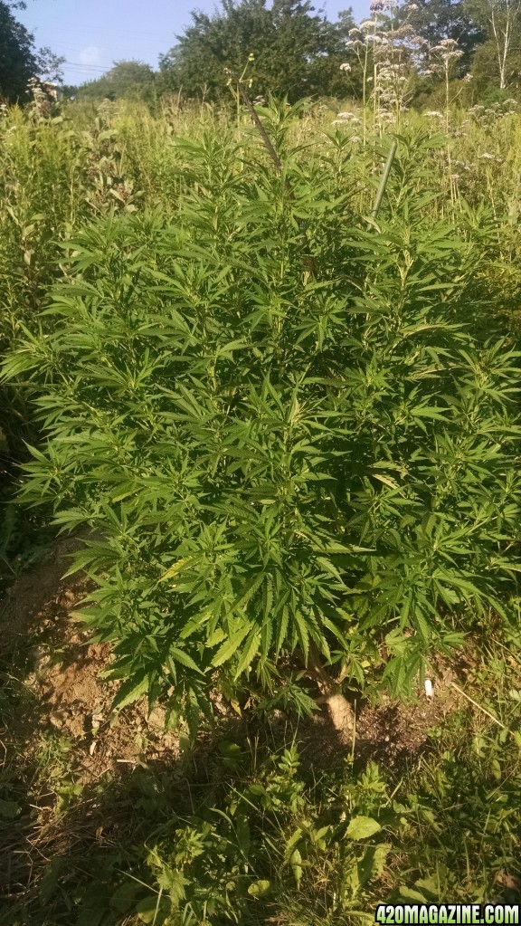 Whole plant healthy