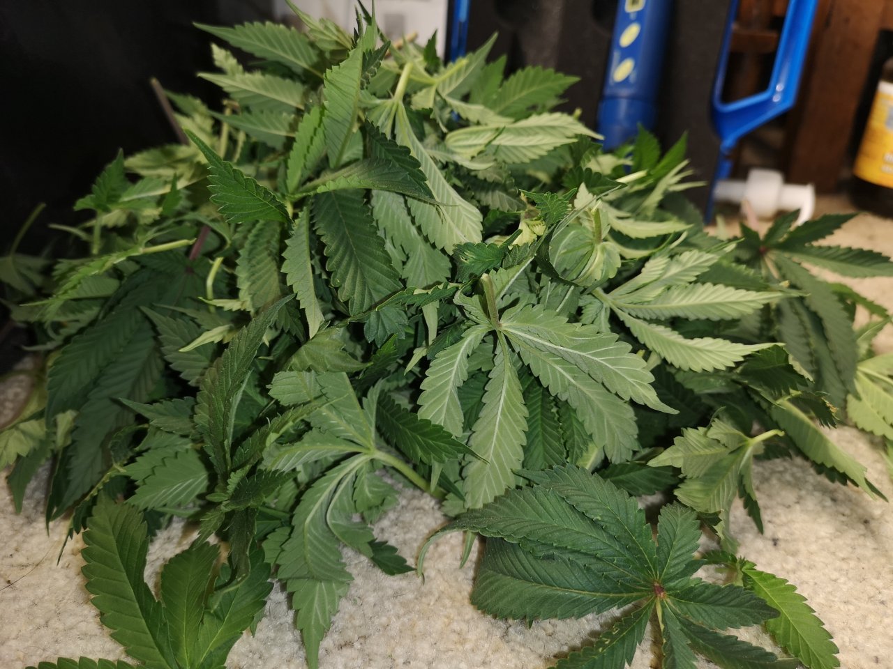 WiFi OG - d1 flowering -