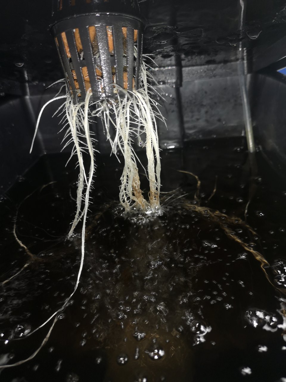 WiFi OG - d19 - roots