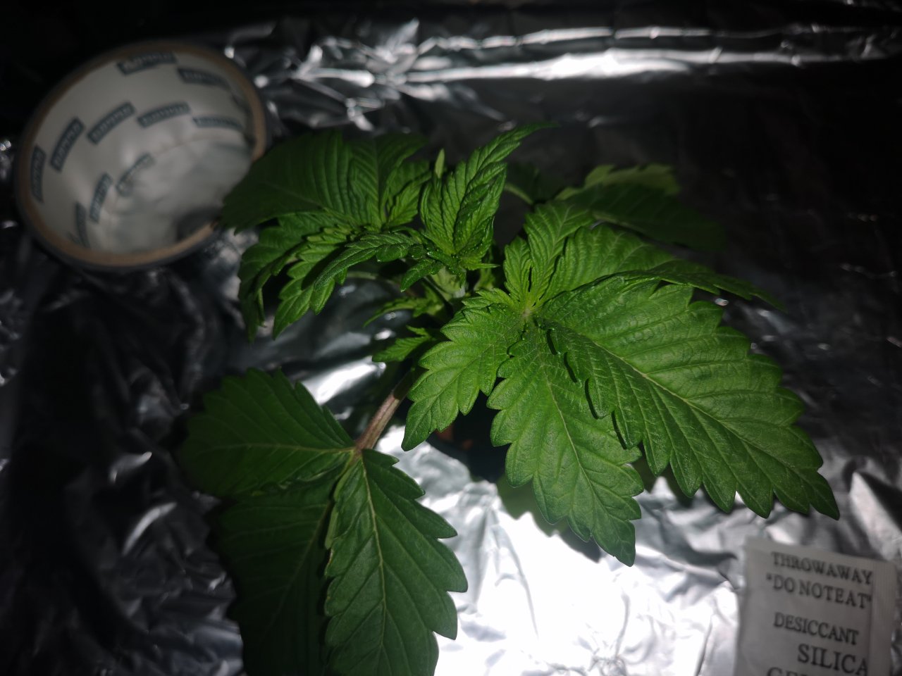 WiFi OG - d22 - lights already off