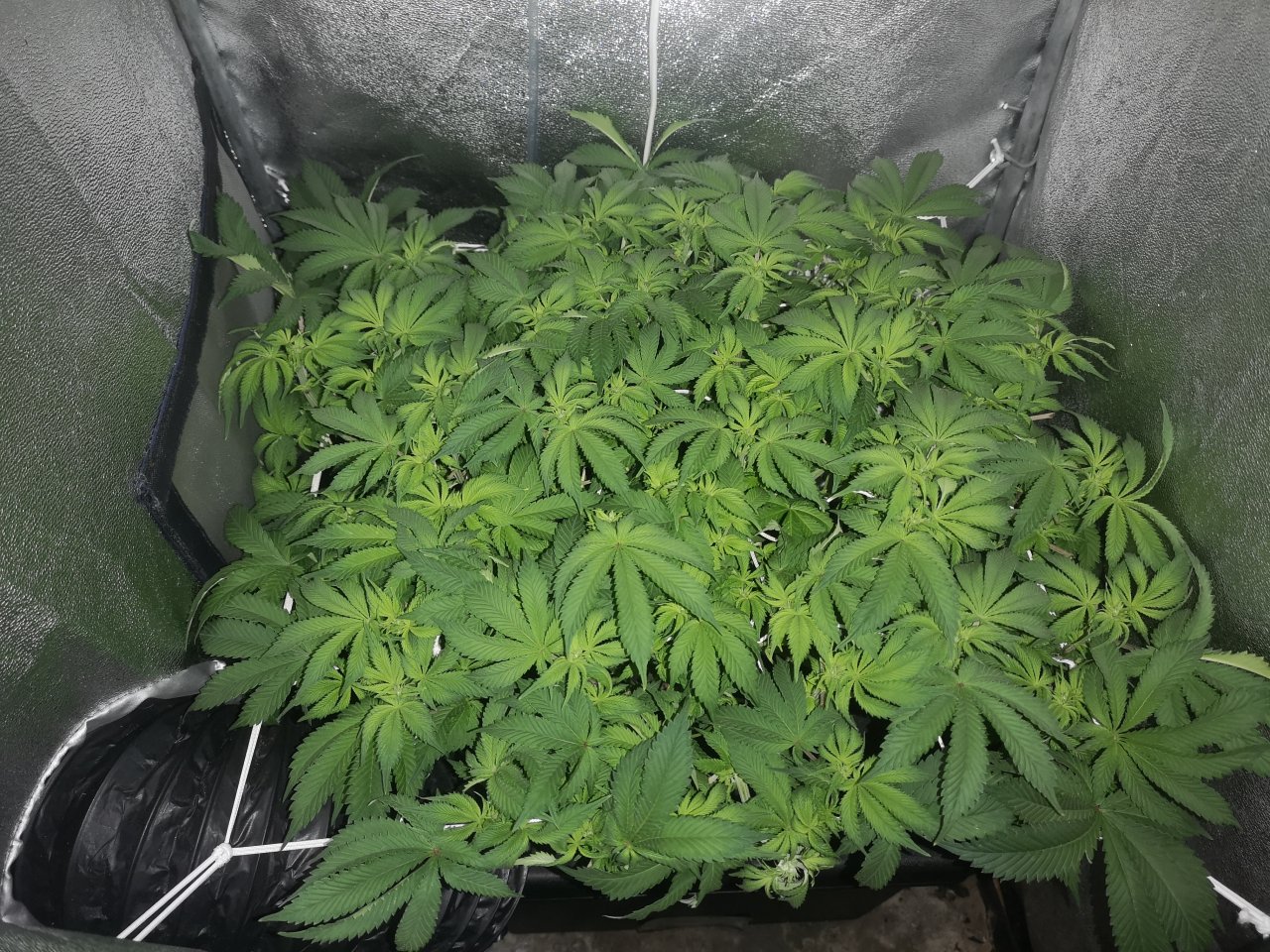 WiFi OG - w11d1 - preflower started