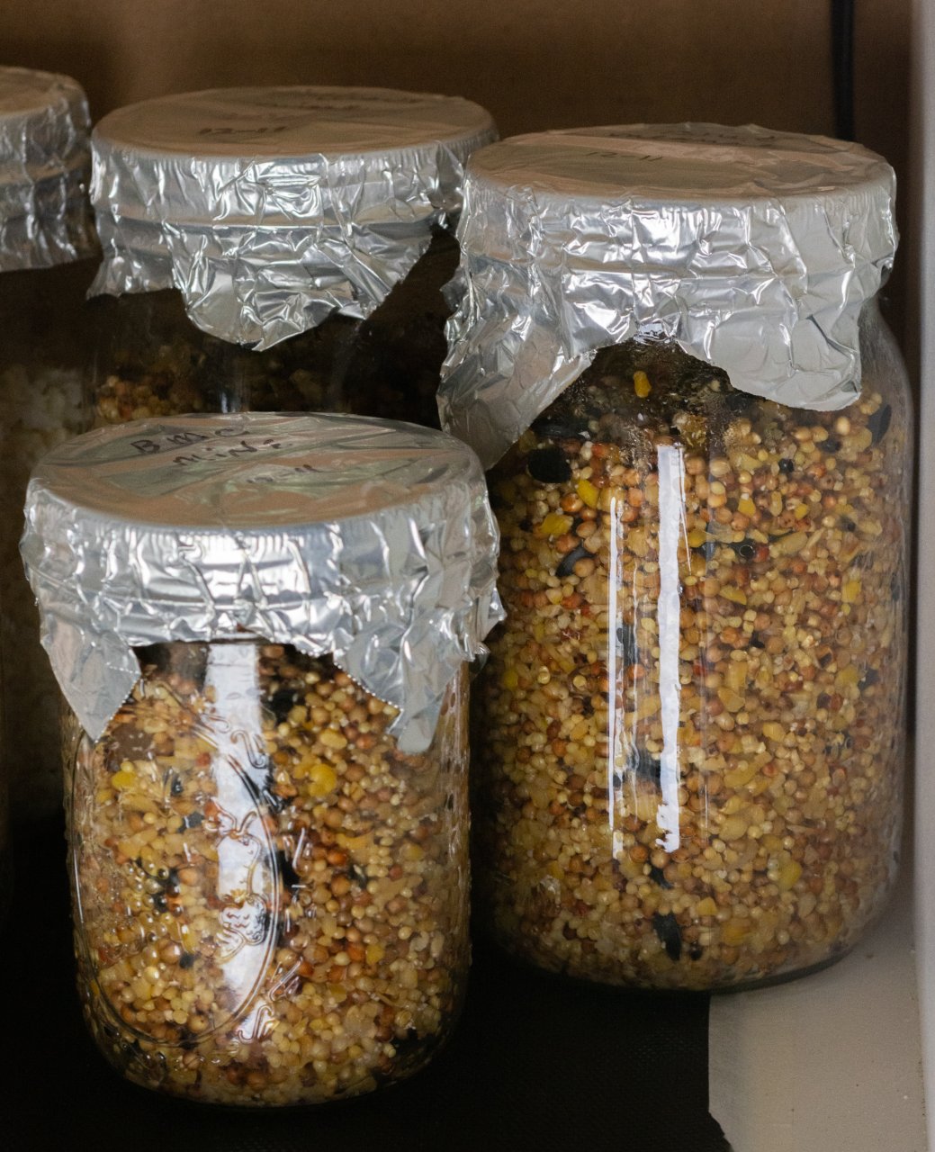 Wild bird seed inoculated jars.jpg