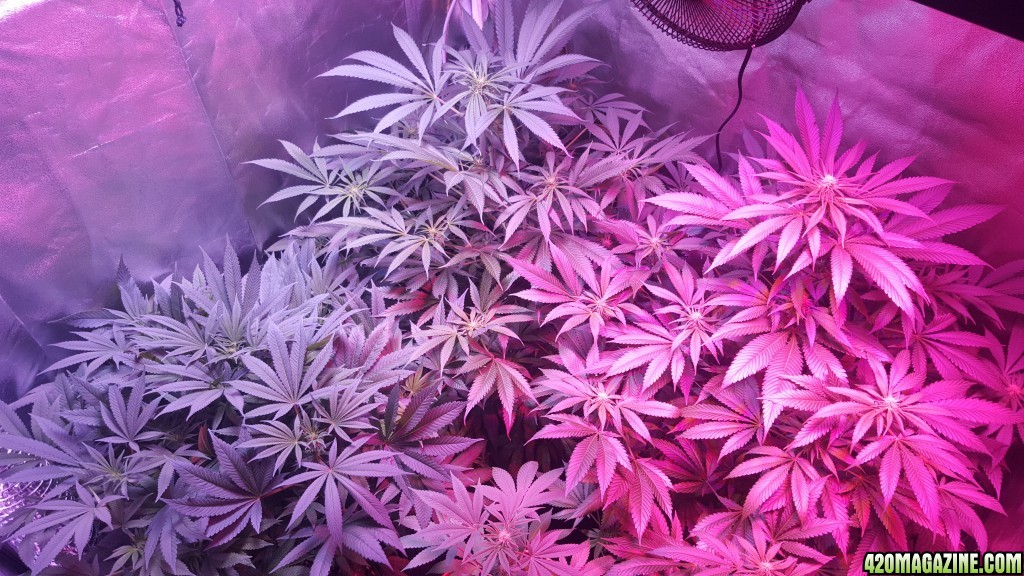 Wild Thai + Kush 4x4 tent grow