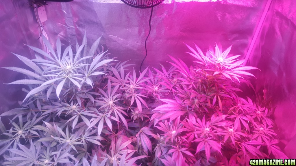 Wild Thai + Kush 4x4 tent grow