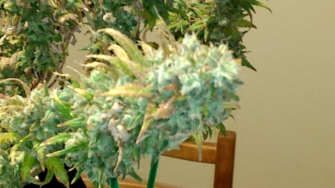 Wild Thailand Bud 9_7_20.jpg