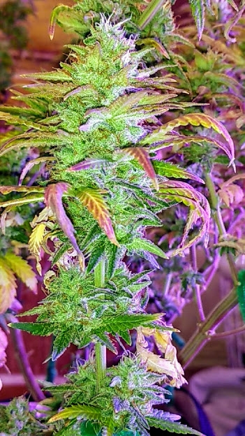 Wild Thailand Bud1 8_15_20.jpg