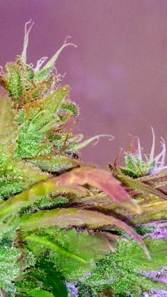 Wild Thailand Bud2 8_15_20.jpg