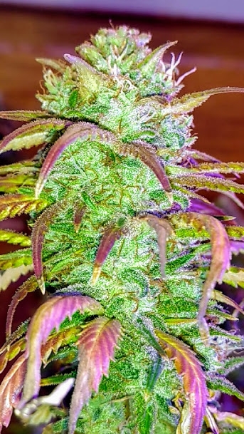 Wild Thailand Bud5 8_15_20.jpg