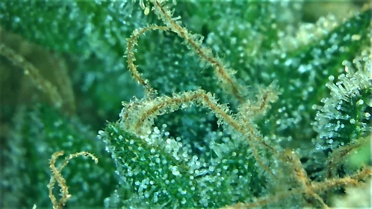 Wild Trichome 6 September 30.jpg