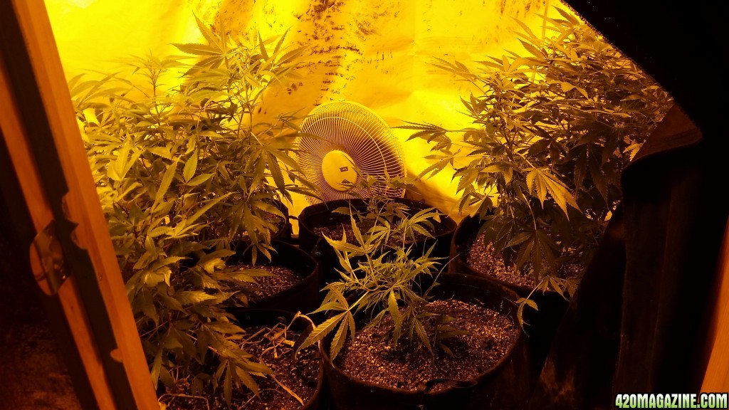 Winding down the Grow