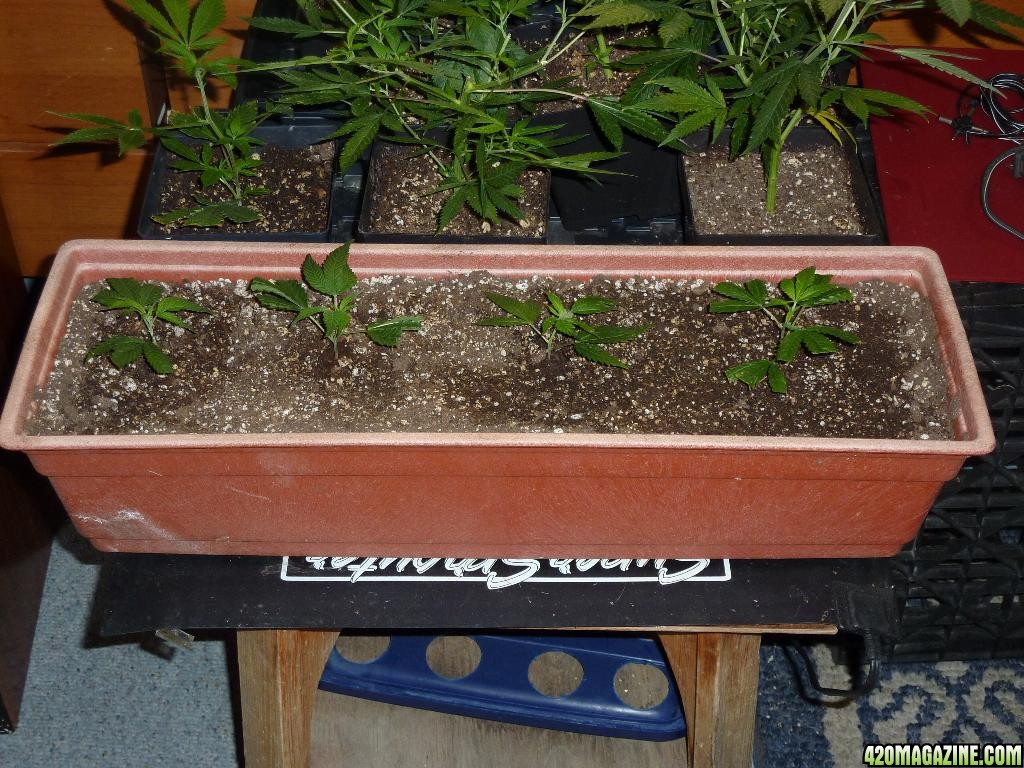 window box PPP clones