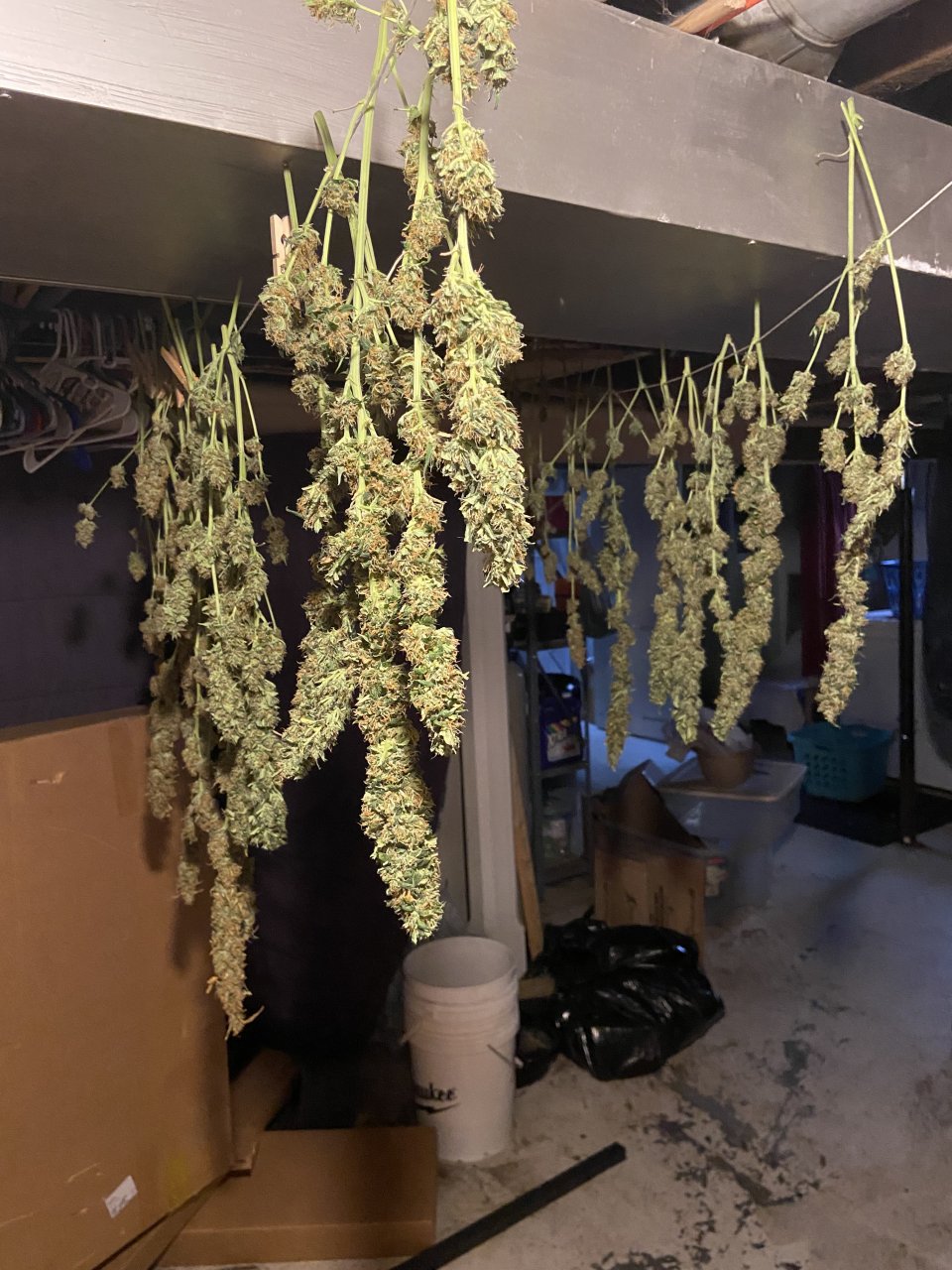 Winter Sativa in the Rafters
