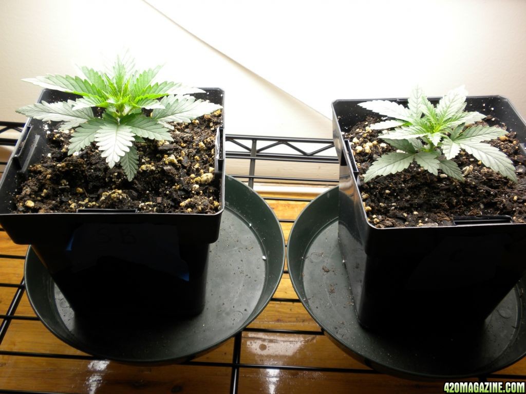 wk 6 d 4 LS / wk2 right / new clones / moms