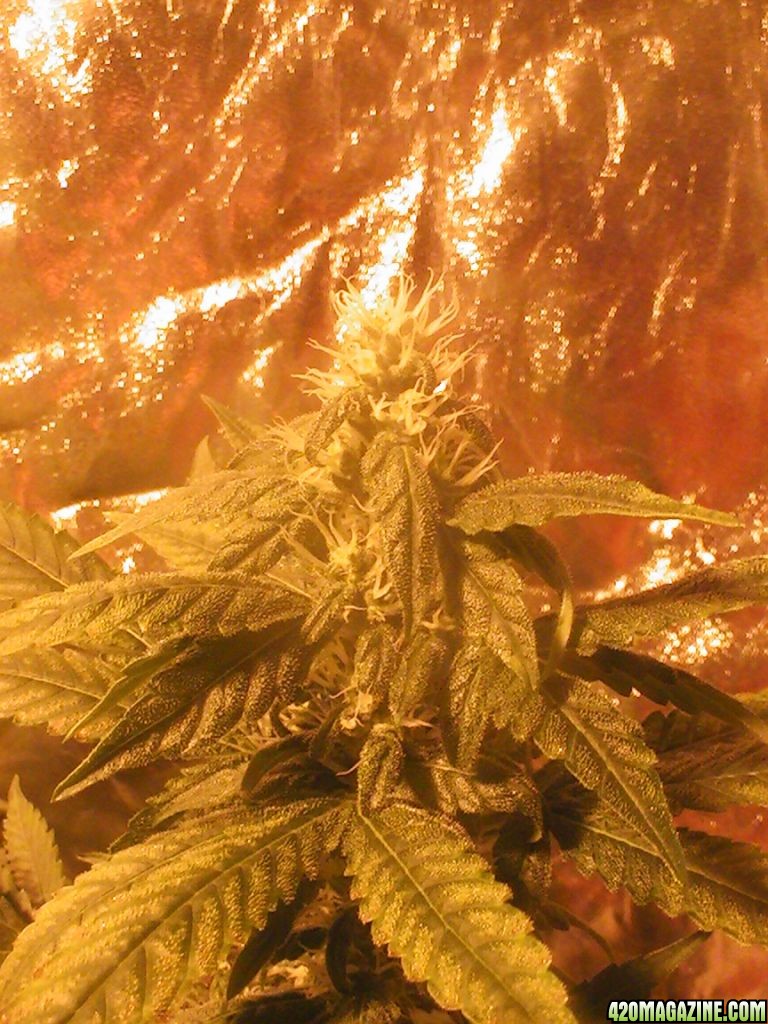 wk10_F_wk10_B5_white_ice