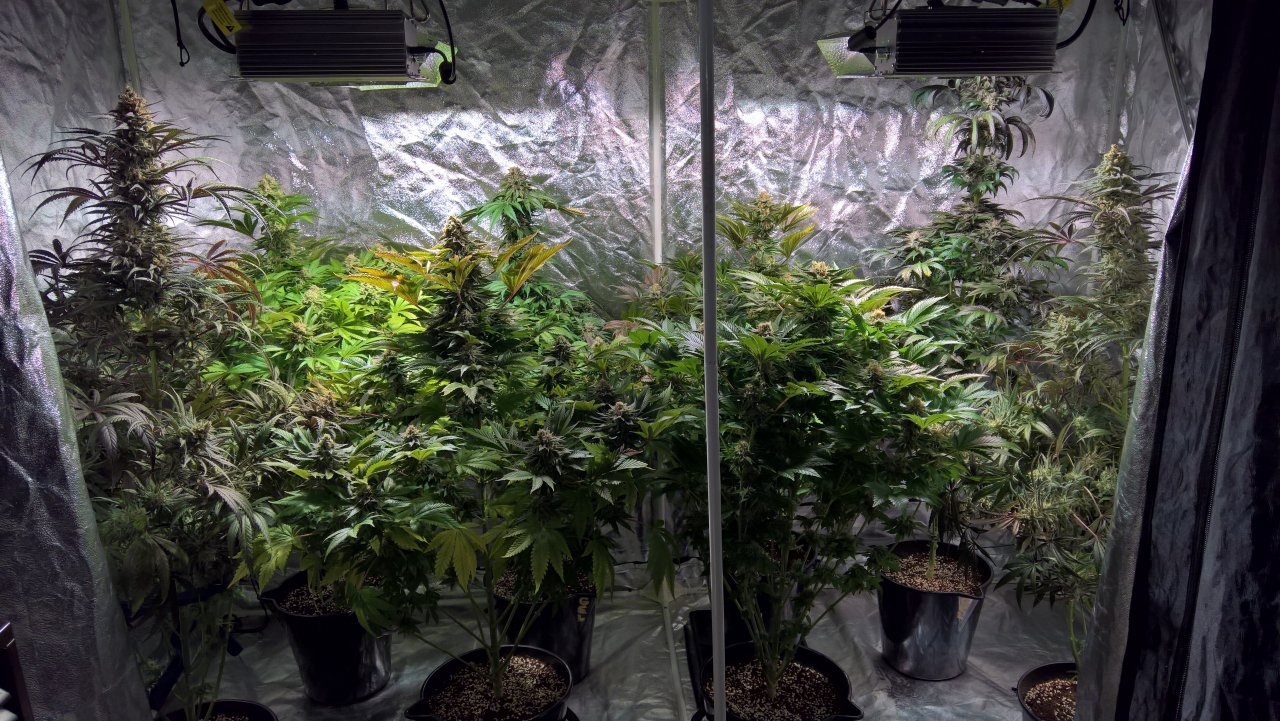 Wk9 D6 tent shot