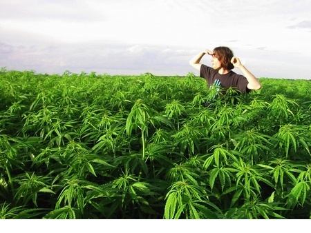 Woman In Crop Of Cannabis