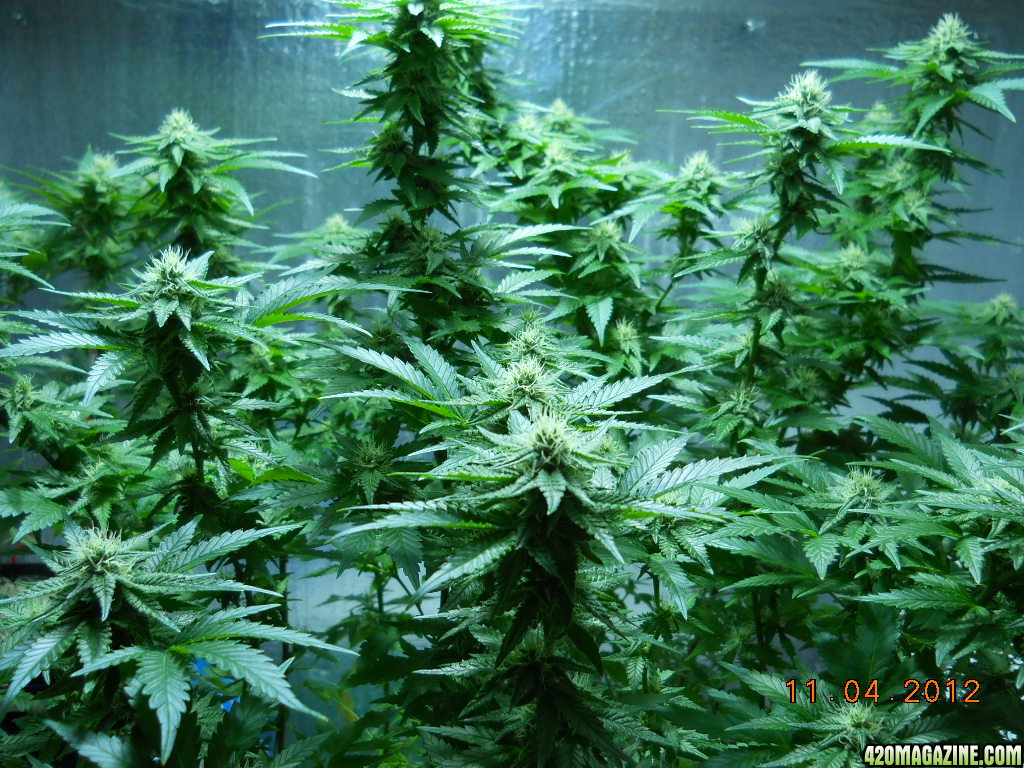 Wonder Woman 28 days flower