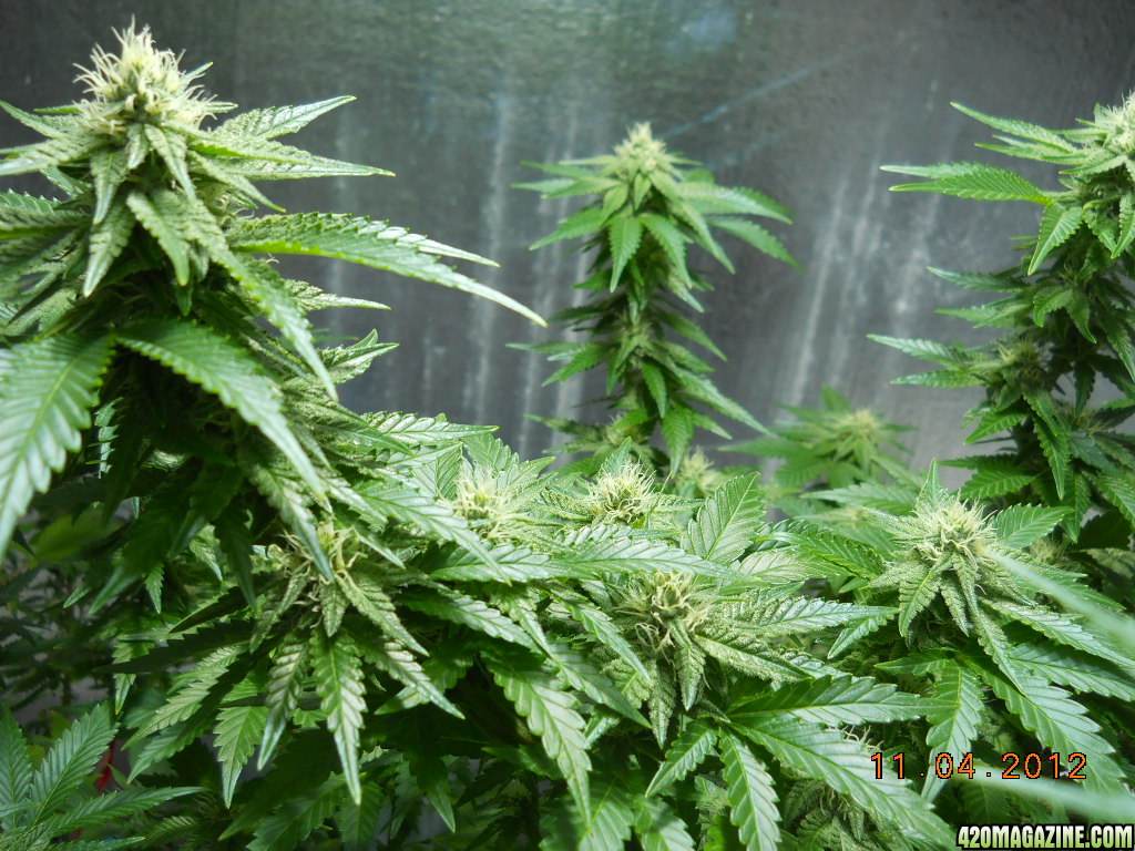 Wonder Woman 28 days flower