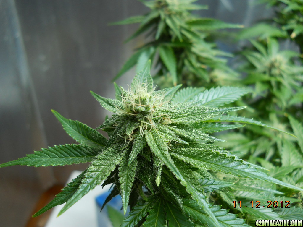 Wonder Woman 28 days flower