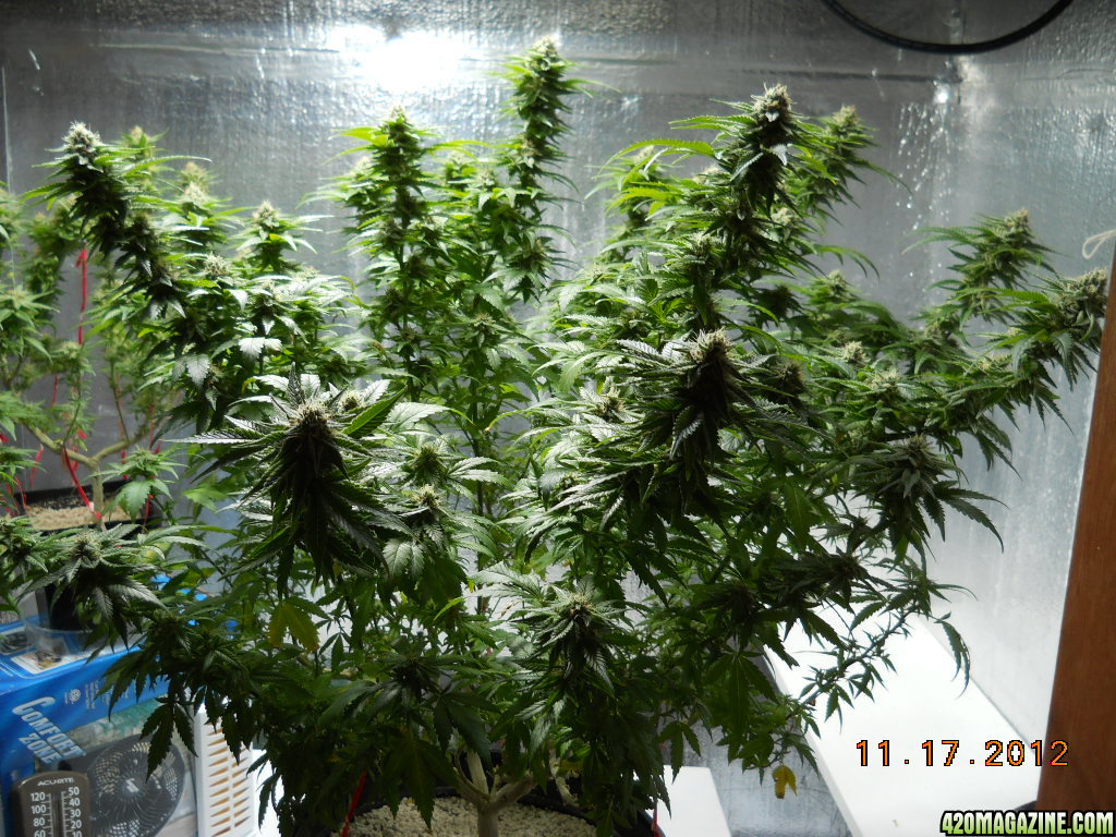 Wonder Woman 36 days flower