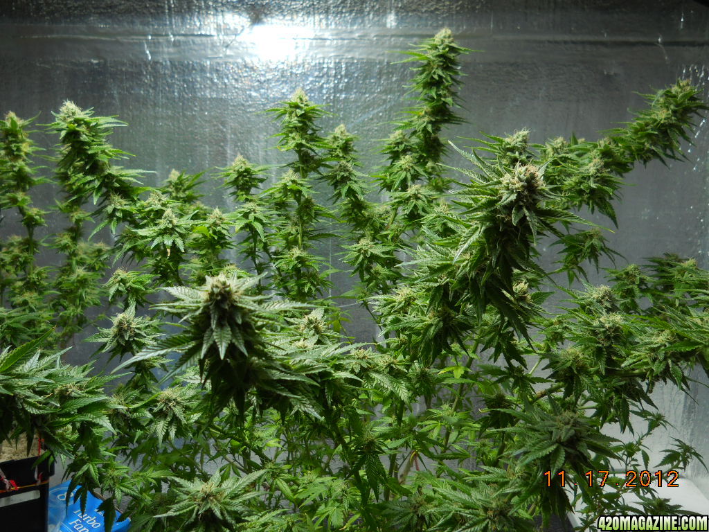 Wonder Woman 36 days flower