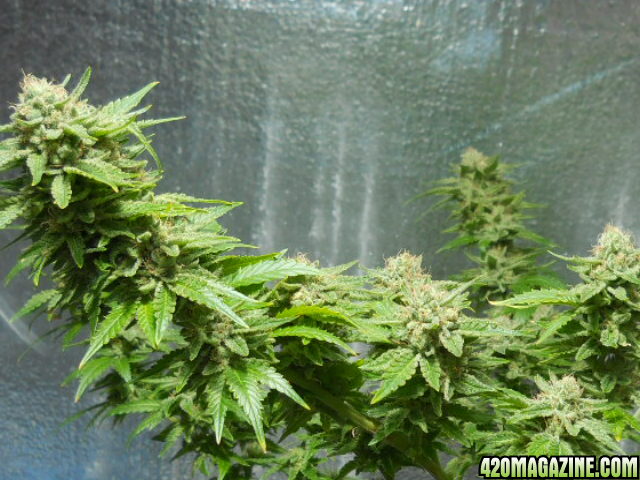 Wonder Woman 45 days flower