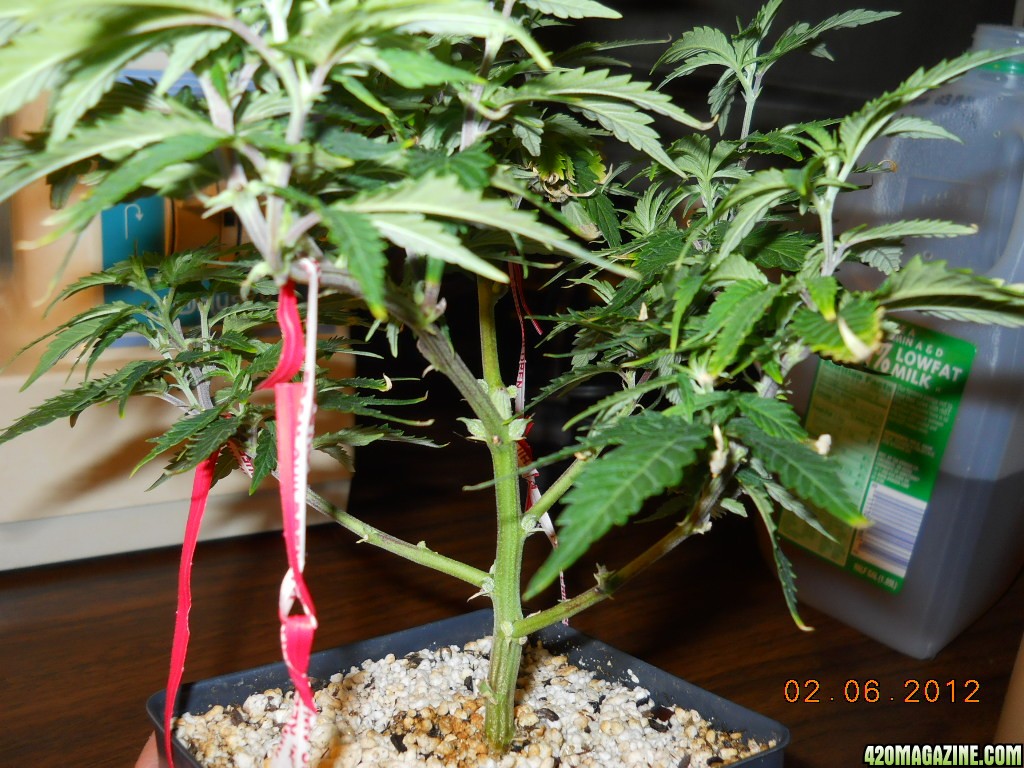 Wonder Woman bonsai mom II 2-6-12